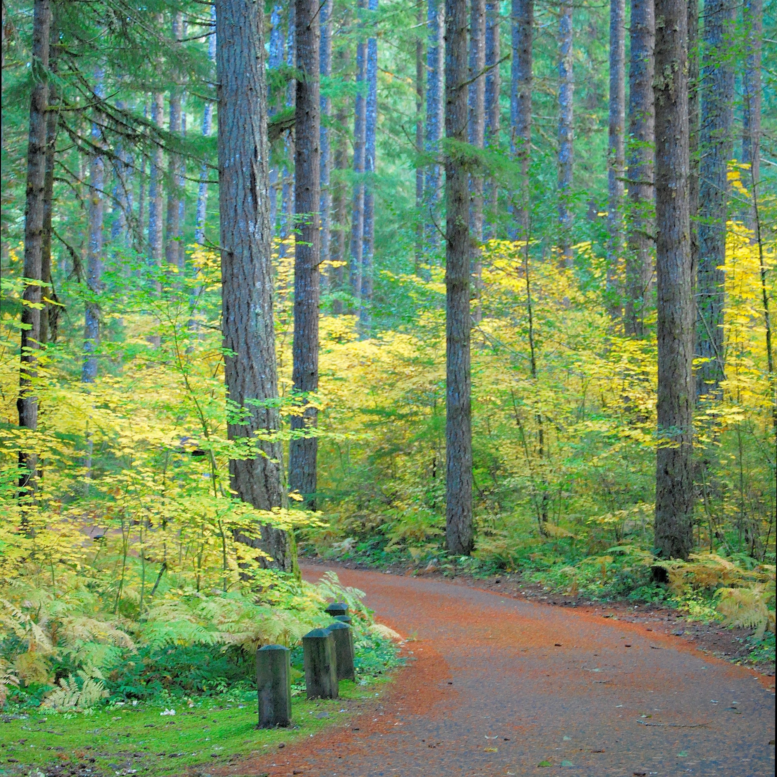 A winding dirt path curves through a dense forest of tall, straight pine trees, surrounded by bright green and yellow foliage an