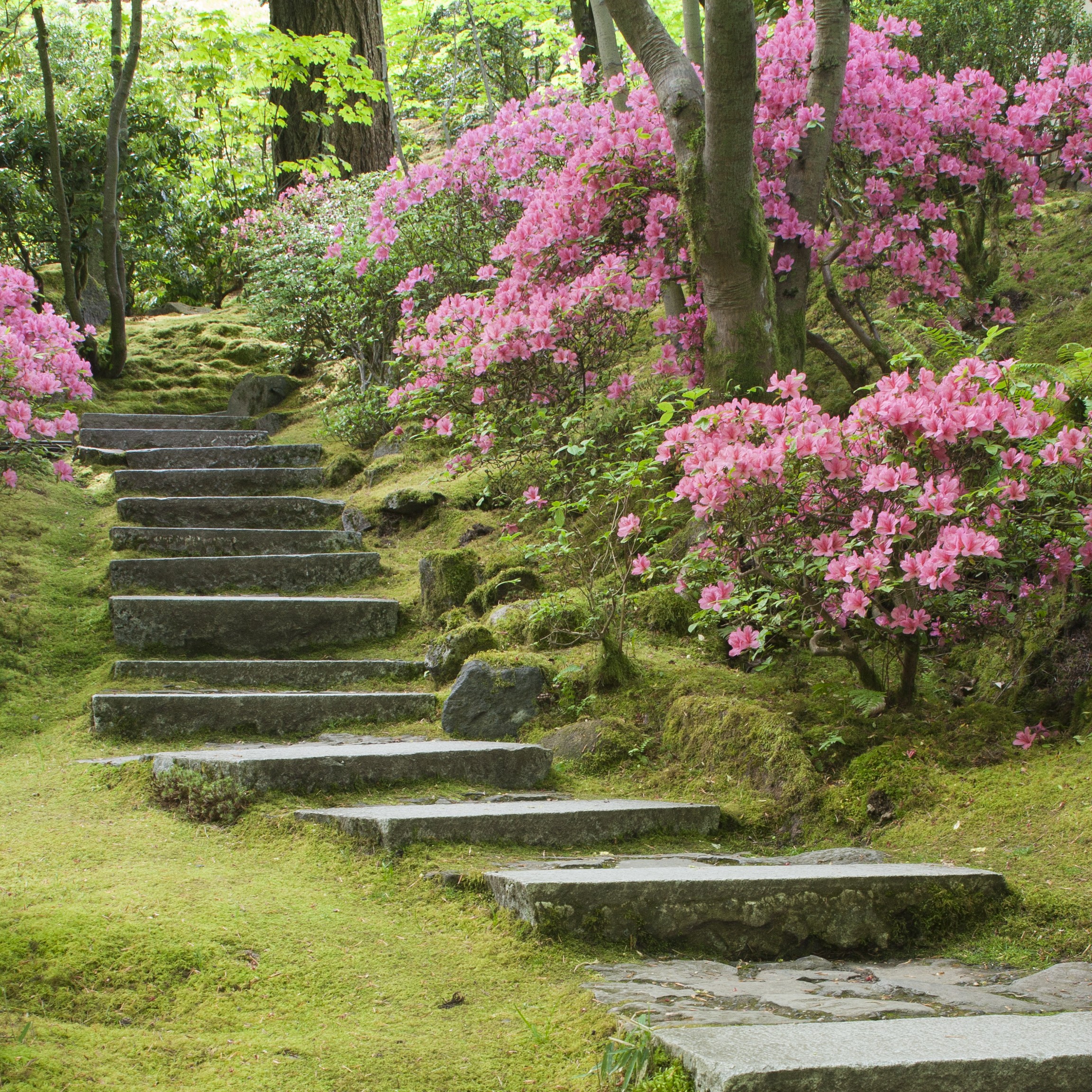 Stone steps winding through a garden with bright pink flowering bushes.