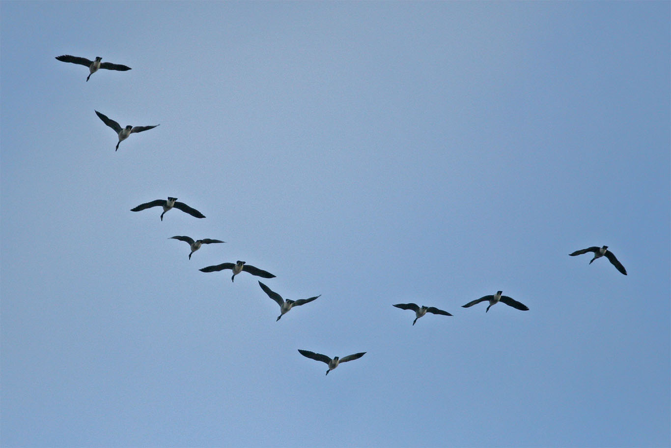 Geese flying in formation